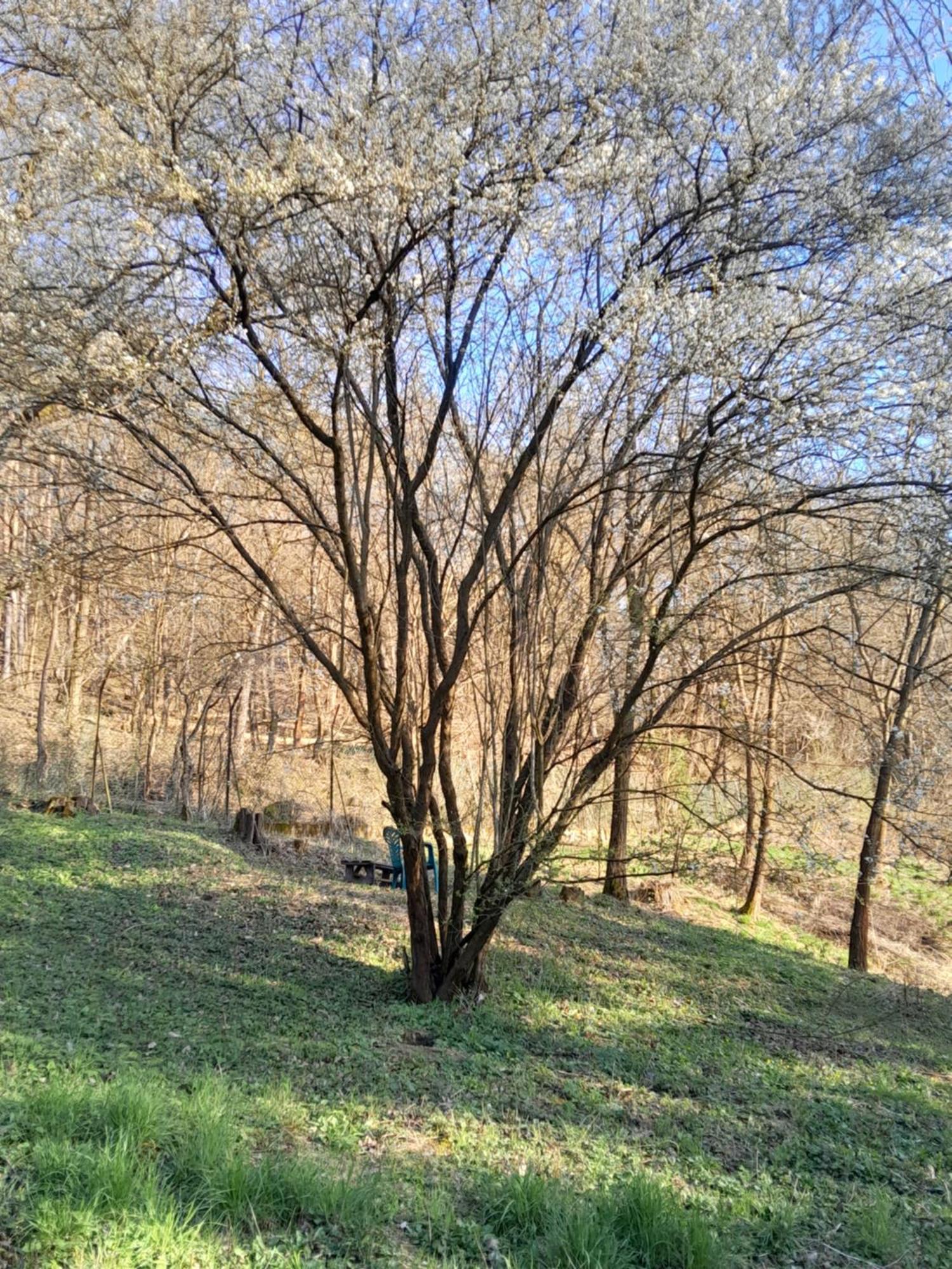 Tilia Haz Salgotarjan
